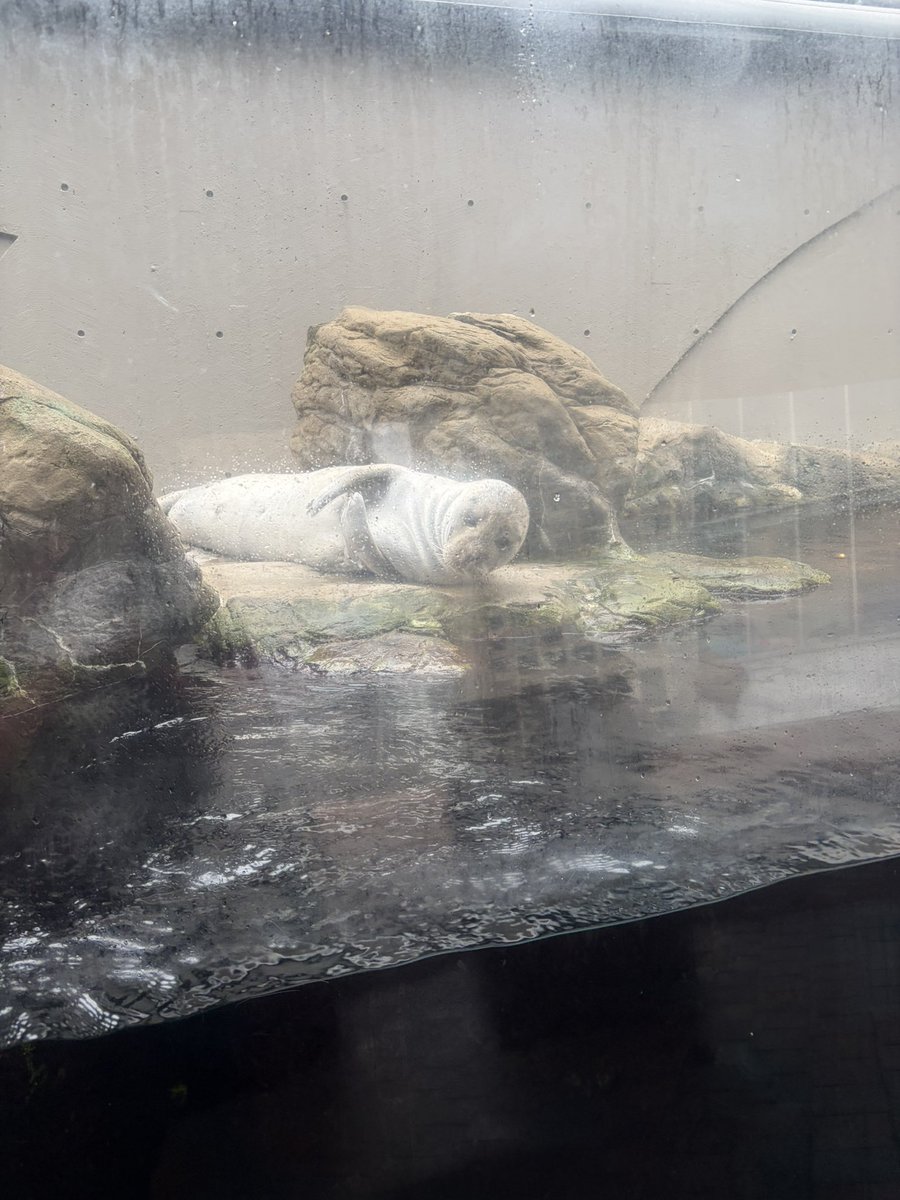 LancelotQueen's tweet photo. Good morning 💚

Have some seals from the local aquarium https://t.co/Ue0Tpt9ohG