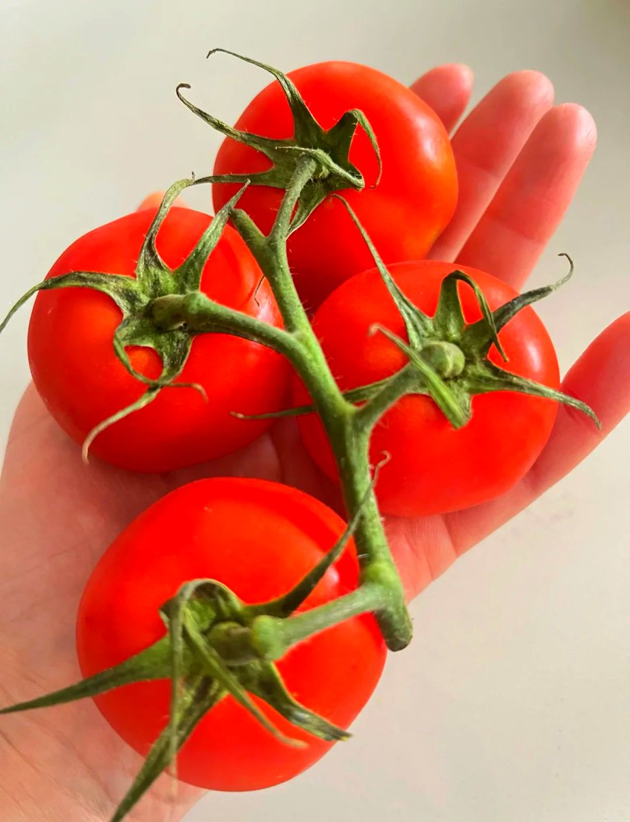 EldaIbey's tweet photo. Loved this organic cherry tomato variety! Sweet, juicy, and burst with fresh flavor—perfect for salads or snacking. Grab them from your local farmers’ market! ， https://t.co/vNlskiLTLo