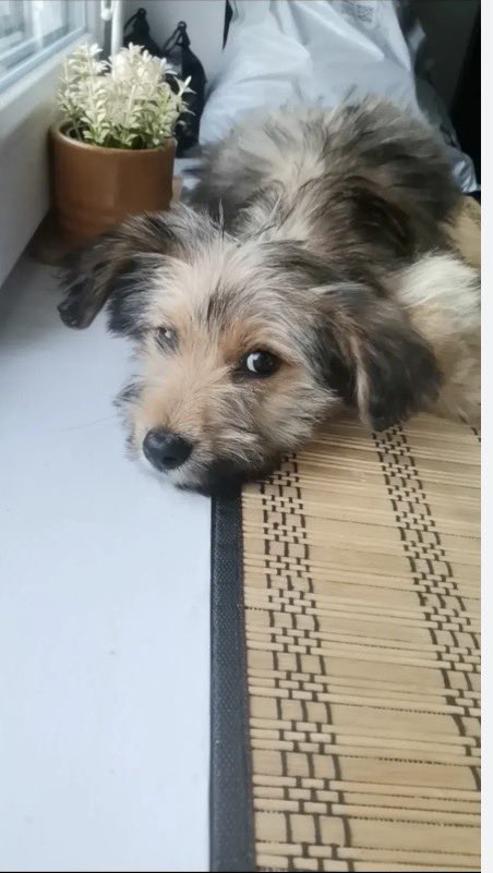 vesnajas's tweet photo. Jedino što danas želim je da gledam kako Pajče provodi svoj prvi dan u novom domu. 
Zato, dajte još malo Pajčeta da spasi naciju! https://t.co/Fr16dBXLxh