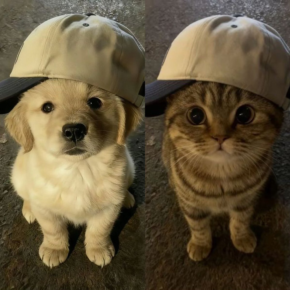 imyourbabemeow's tweet photo. ใช่เยย 🐶🐱(🧢)💓

AAS WITH STREET UNION
#StreetUnionXAuauSave https://t.co/smK7jdb9vr