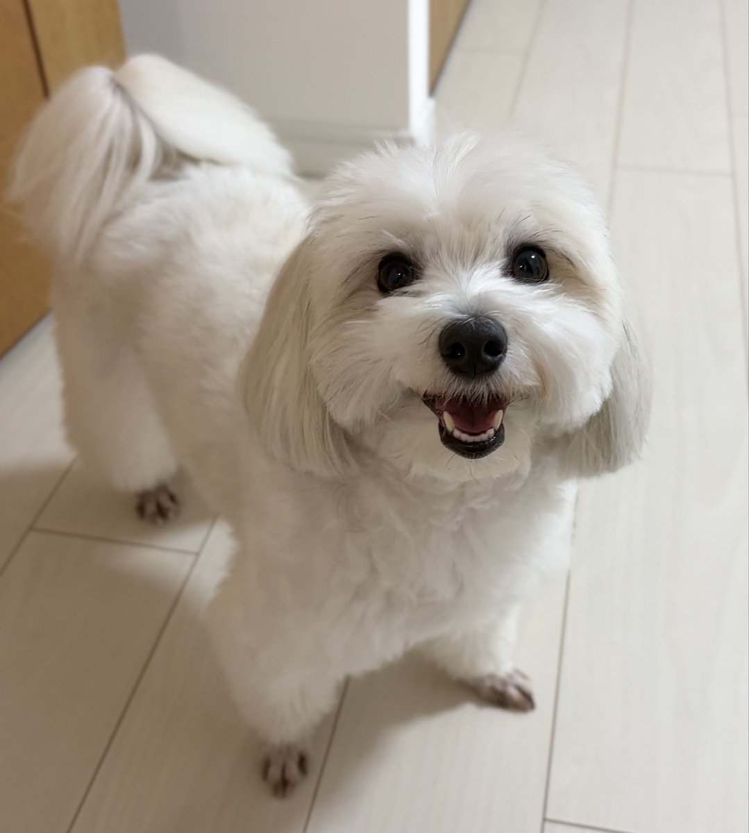 Doggo_MalPapi's tweet photo. ごはん美味しかったです🐶 https://t.co/QIlt3nE7dZ