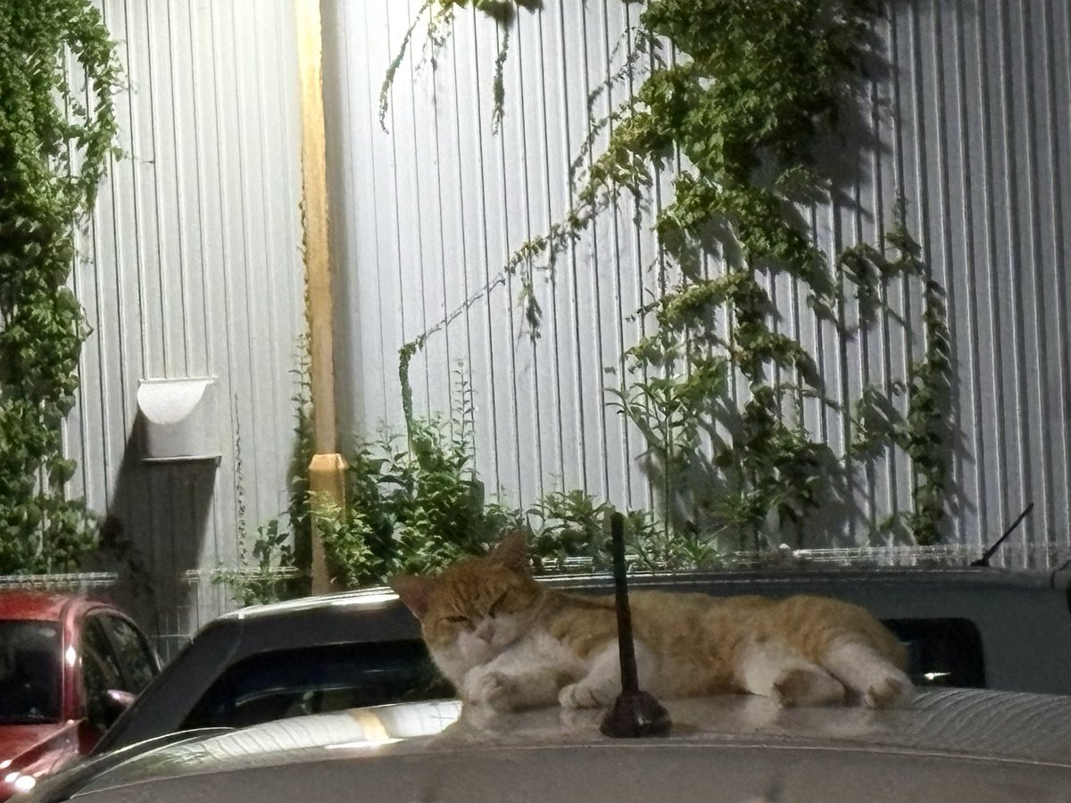 nyancyu046's tweet photo. 寝てる🐈💤😆 https://t.co/FTEvfxta0n
