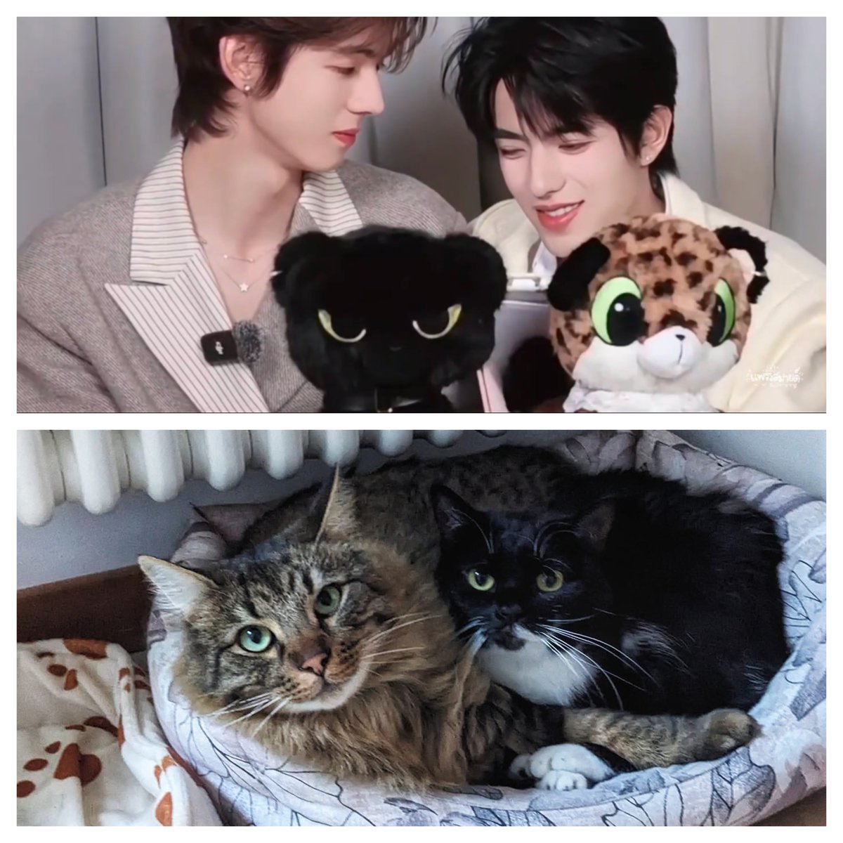 acara78's tweet photo. The moment I realized that I already have at home the real ones mascots... 
#ollie #shuyuan #deepin https://t.co/VFCVX1tZSA