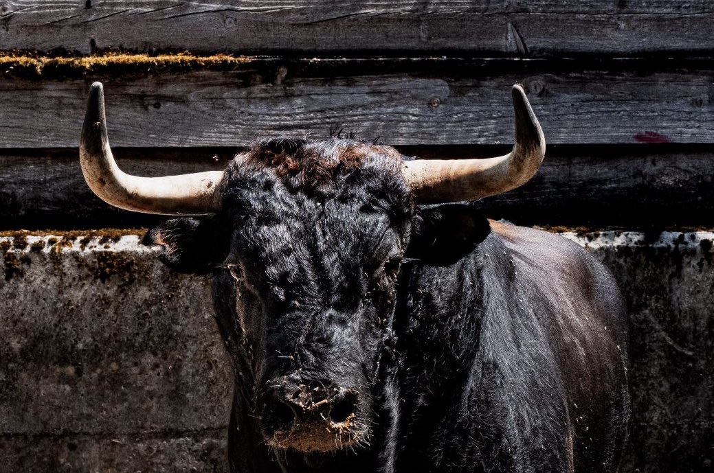 AlexMartinezzz's tweet photo. Eso era antes de que te pusieras a “taurinear” y acabaras con el prestigio y la seriedad de esa joya norteña. Asco y vergüenza. https://t.co/mcygEOur1f