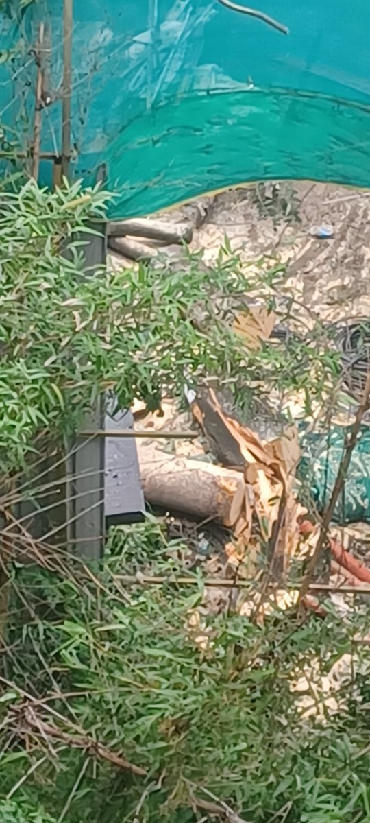 Chat_Pune's tweet photo. Pristine Builders (Lords Project), Pashan just completely destroyed a 40-50 ft tall tree. With this level of environmental "consciousness" of the builder community, this city is doomed. Till yesterday, birds used to nest in it, a flock of parakeets regularly visited it. Now gone. https://t.co/SSP0iV7LaC