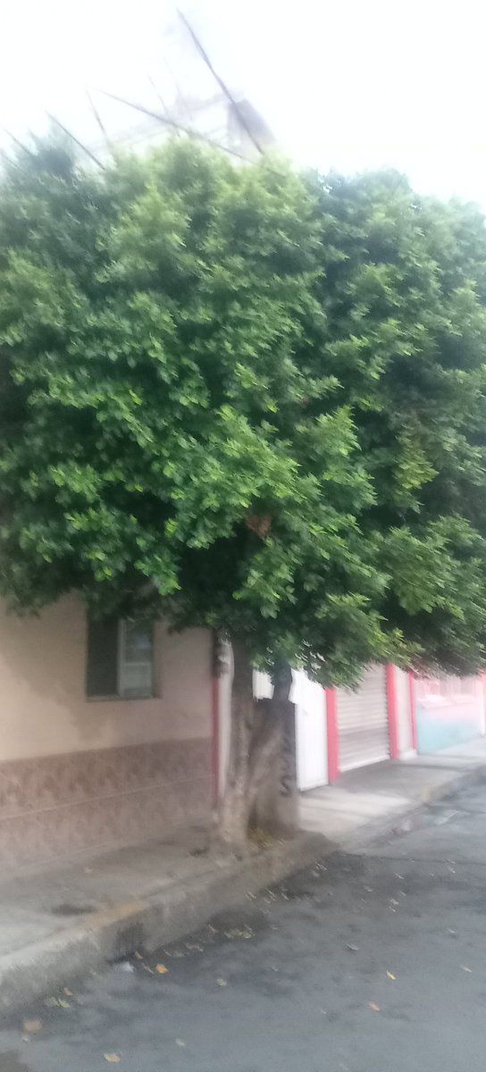 Robertitolopez's tweet photo. @locatel_mx @Alc_Iztapalapa @bereheca @GobCDMX @CFE_Contigo @arista_bre39321 @izzi_mx @TELMEXSoluciona Buenos dias  muys wstimdaa autiridades  desde abril se solicugi lapoda de este arbol. En martos 152 esquina monzón col cerro de la estrella hay folio y hasta la fecha nadue sacudido https://t.co/R81JWDG7H6