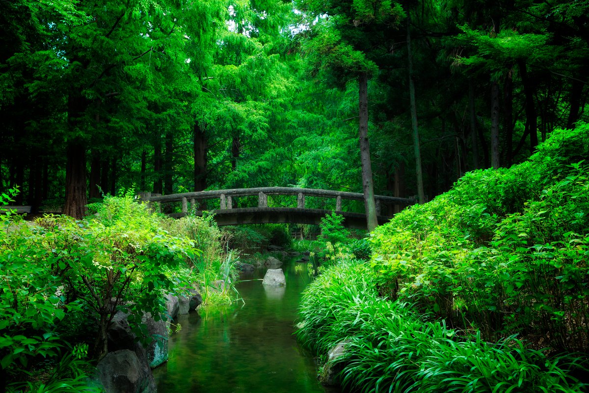 yoshilandscape's tweet photo. 静かな森🌲 https://t.co/cHU4bZuxej