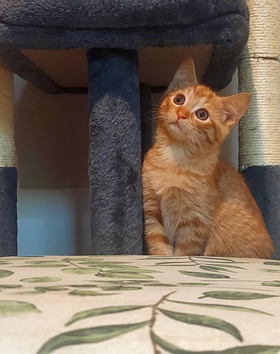 RappCatsAdopt's tweet photo. Update on July's babies that Lesley rescued on our hottest day of the year. Somer and Luca are growing like weeds and are almost ready for adoption!

Somer is slightly shy but very sweet and making progress every day. Luca is the type of kitty who knows he's adorable. #kittens https://t.co/QlRiO6dUNu