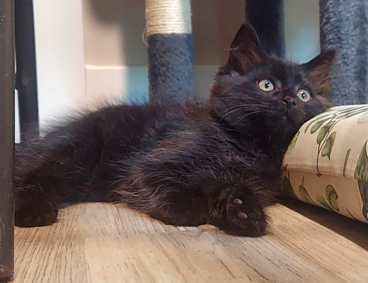 RappCatsAdopt's tweet photo. Update on July's babies that Lesley rescued on our hottest day of the year. Somer and Luca are growing like weeds and are almost ready for adoption!

Somer is slightly shy but very sweet and making progress every day. Luca is the type of kitty who knows he's adorable. #kittens https://t.co/QlRiO6dUNu