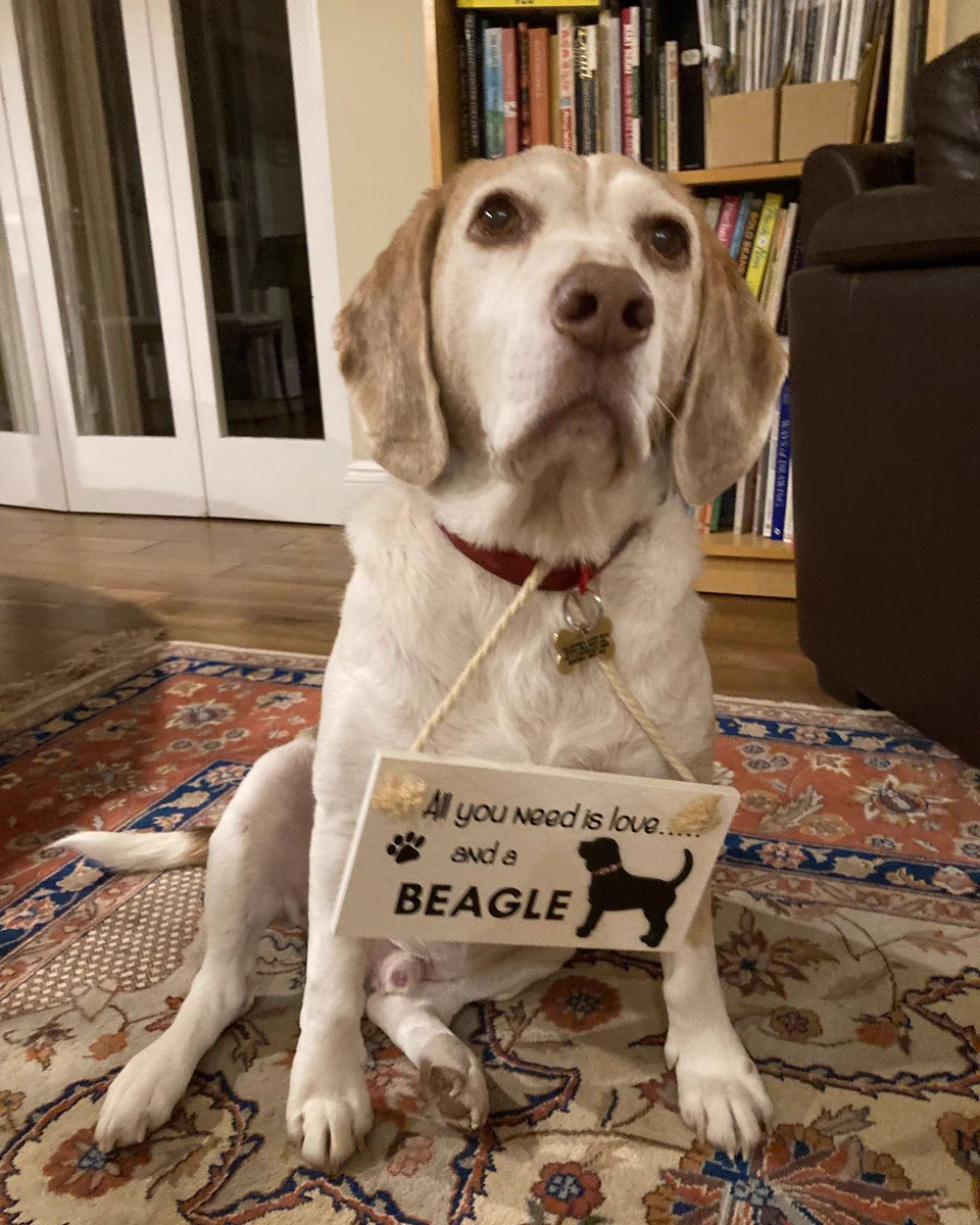 Beagle Facts on X: 