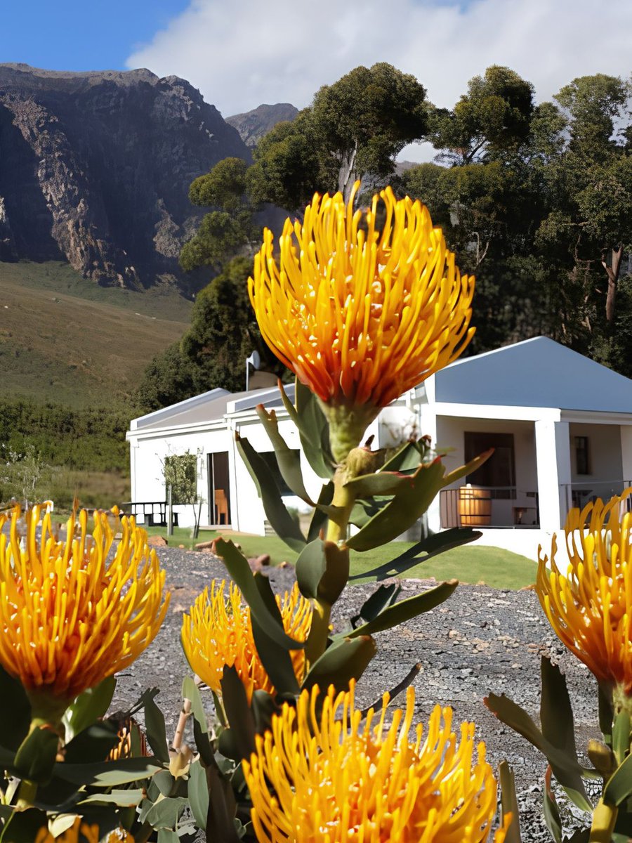 wildebergwines's tweet photo. Winter pruning is underway at Wildeberg, with every careful cut helping shape the vines for Harvest 2027.

Visit our Franschhoek Tasting Room and enjoy our new RIEDEL Wine Experience, included with every Premium wine tasting.

https://t.co/QVHh2HNgz9 https://t.co/sxiKFtxerY