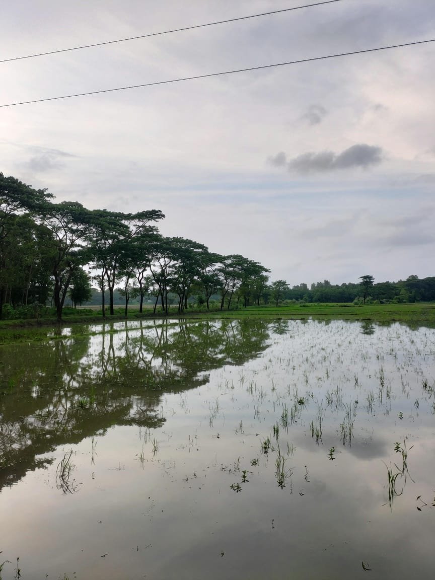 Akash546822's tweet photo. A peaceful village scene. Rain-soaked paddy fields, reflections of trees, and clouds in the sky—together, they create a sense of exquisite serenity. Such natural beauty is a feast for the eyes. 🌿💧☁️#Nature #VillageLife #Bangladesh #MonsoonVibes #PeacefulView https://t.co/ZoMH63tYuA
