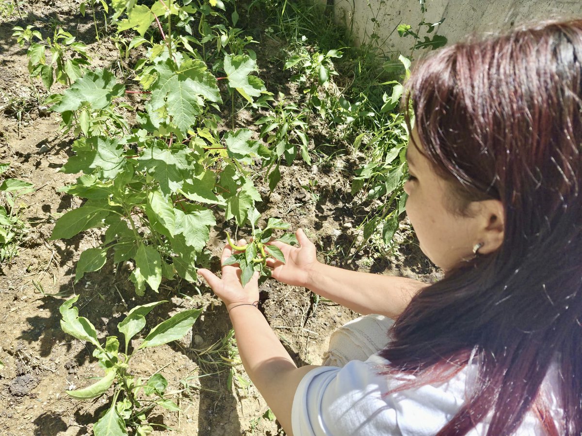 Kastamonuash's tweet photo. 🌱 Çocuklarımızın Emeği Toprakta, Mutluluğu Yüzlerinde Filizlendi

Çocuklarımızın emekle büyüttüğü serada bereketin ve mutluluğun en güzel hali yaşanıyor.

https://t.co/ijrwuSFHeD https://t.co/3lxqt06yqV