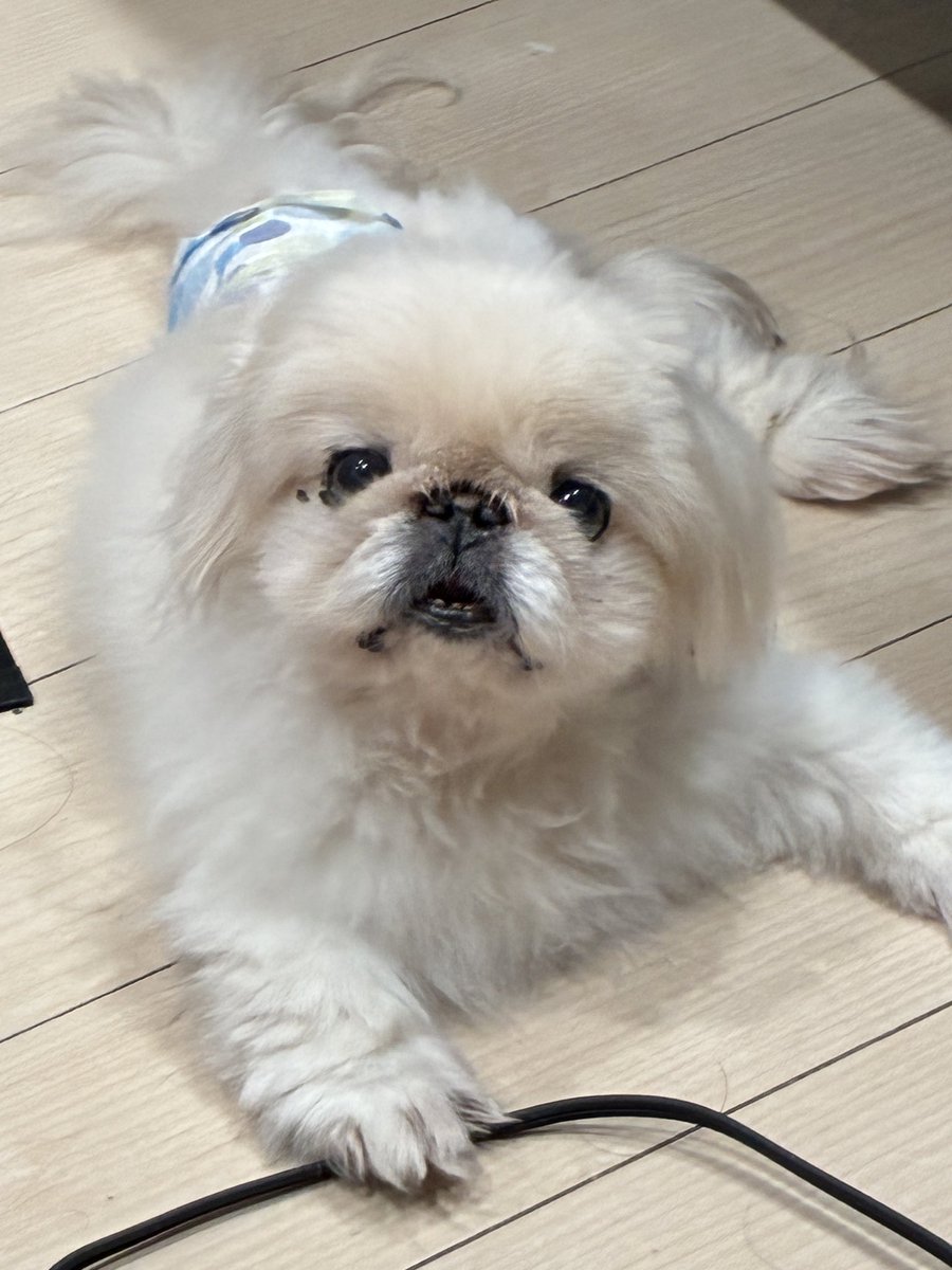 a_aocu's tweet photo. コードをお手で押さえててかわいい😍
#ペキニーズ https://t.co/iePu4Jw9Ii