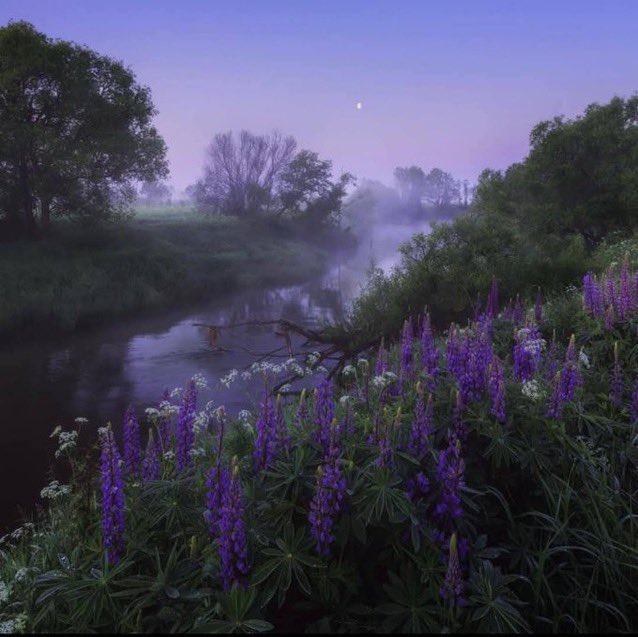 _Naturaee's tweet photo. lavender haze https://t.co/BLekS4LR34