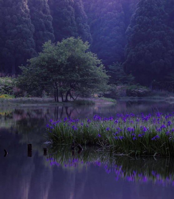 _Naturaee's tweet photo. lavender haze https://t.co/BLekS4LR34
