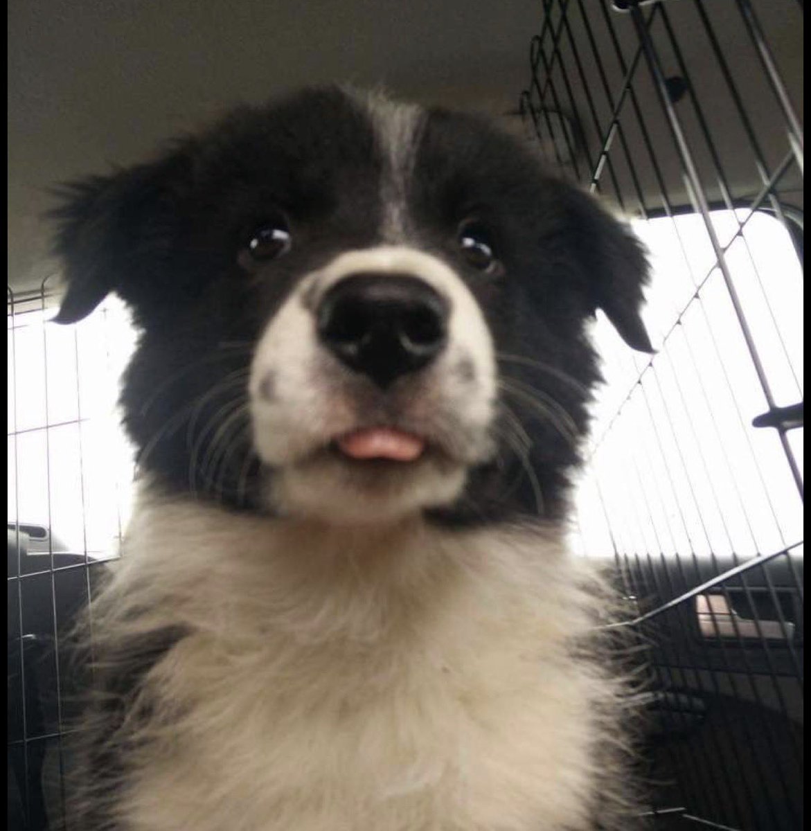 Mutt 🐾🦴 tweet media