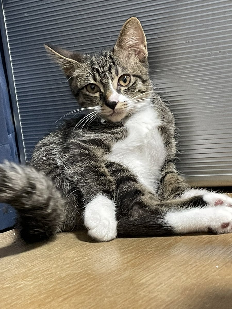 jun_supra61's tweet photo. 急に人生に…もとい、猫生に疲れたんか？笑 https://t.co/F01Ukg3EVn