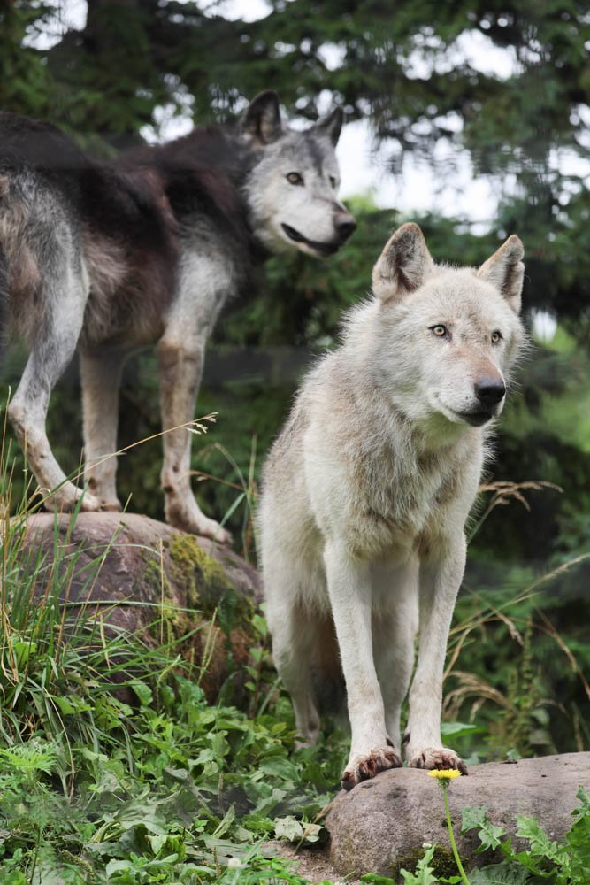 NatureAnimalw's tweet photo. https://t.co/3LOD7kcesE