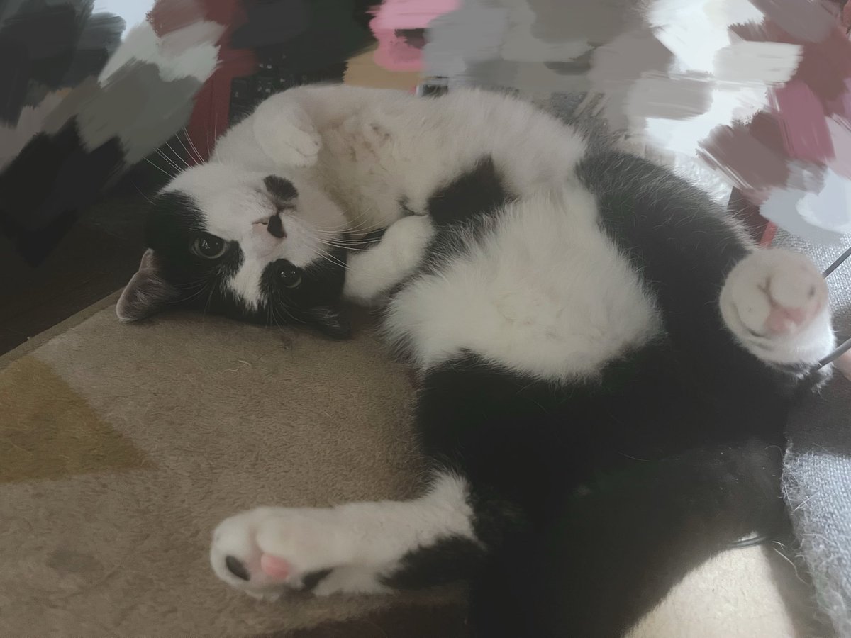 riru0424's tweet photo. 突然可愛く寝転がる猫　きゃわ https://t.co/bbYWtiYowC