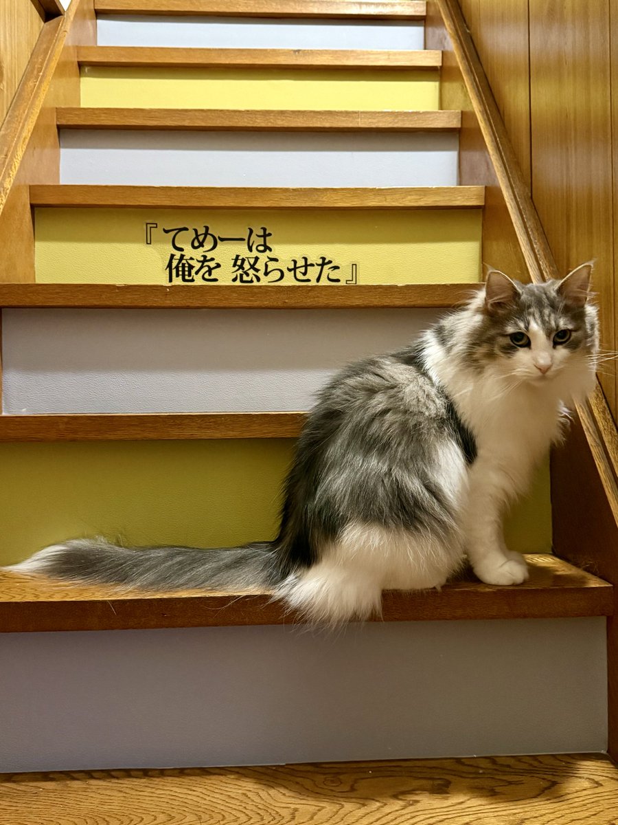 Yorunone_magic's tweet photo. わかっててそこにいる？

#猫 https://t.co/Coz2awCI7I