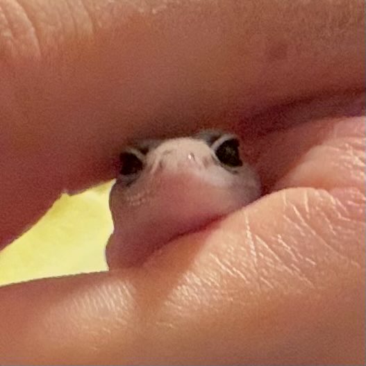 M2JD2_'s tweet photo. 햄해미 생일 3월 9일이라고 알고 데려왓는데 거진 5개월 되어가는 펫테일이 이렇게 찌깐할 수가 잇나 . . . ?
영원한 엄지공주 햄햄이면 어카지 https://t.co/tlvLhHQzXP