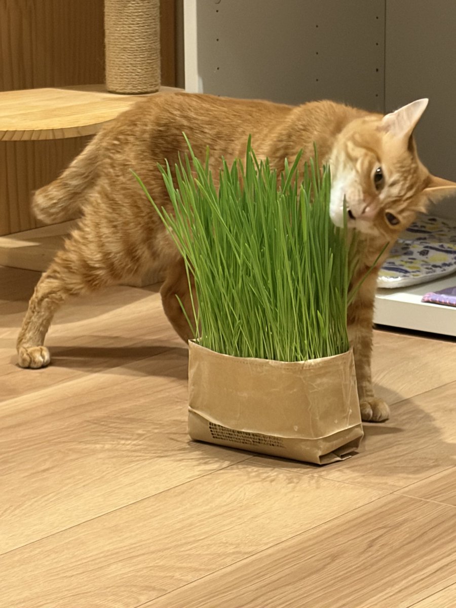 MiroToRita's tweet photo. 食べたいリタちゃん
#猫
#茶トラ
#猫の居る暮らし https://t.co/WCpFTDtA0S