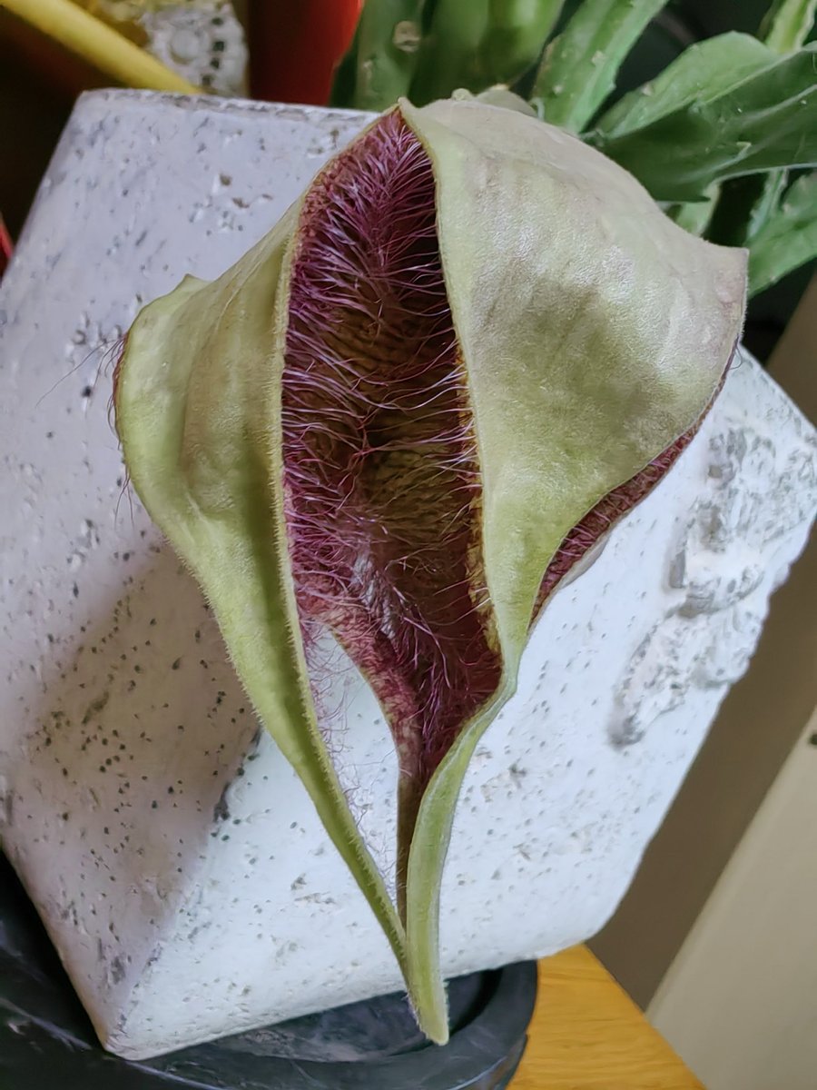 Feberry9280's tweet photo. 😨密恐慎点的毛茸茸花 https://t.co/XTLVAz7e01