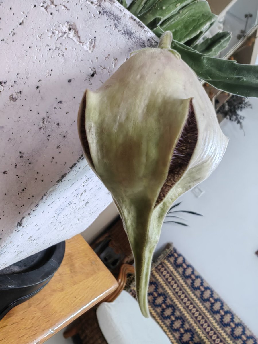 Feberry9280's tweet photo. 😨密恐慎点的毛茸茸花 https://t.co/XTLVAz7e01
