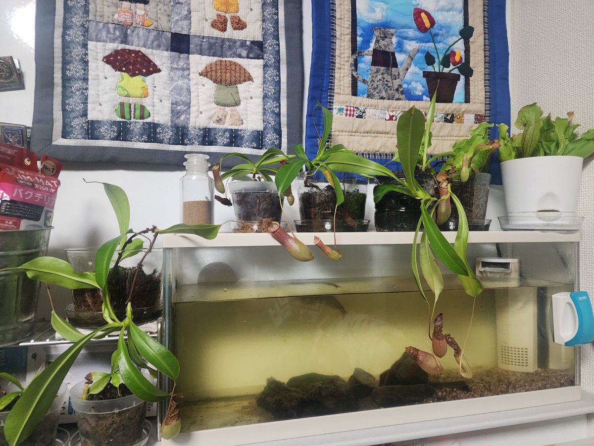 chata19975's tweet photo. 部屋にある植物をリビングに移動～(​ *´꒳`*​)
水が切れると枯れちゃうコたちなので、家人に水やりをお願いする～🚰c(* ॑꒳ ॑*  )
水槽のお手入れもしたけど植物乗せるとオモロいな(笑)
しかし、ドロセアもウツボも1株からよく増えたものよ……
あとは明日、別宅のコたちも本宅の温室へ移動させねば～ https://t.co/n76pTadv07