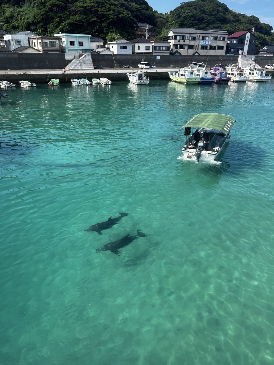 weaver_0813's tweet photo. 高知県の柏島、意味わからんくらい綺麗な海にイルカまでいた https://t.co/p4gkaAgeAK