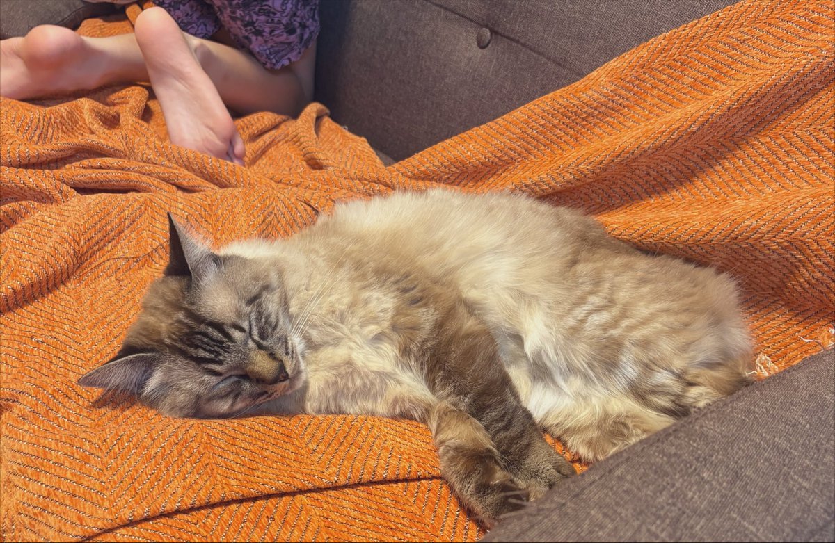 anonoushiro's tweet photo. お子達が暴れまくってぐちゃぐちゃなとこで普通に爆睡できるねこ https://t.co/wzdesBZ4I3