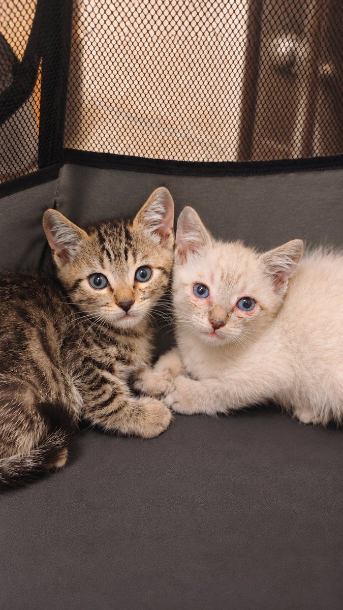 Neinei_rescue's tweet photo. Boo y Casper se van hoy a su nueva casita de acogida♥️

Allí acabarán el tratamiento para la conjuntivitis ❤️‍🩹

La acogida tiene fecha limite; 5/09

Necesito encontrarles una familia antes de esa fecha 🙏🏻
Adopción conjunta y responsable en cualquier parte de Cataluña 🐱

Te invito a conocer su historia y la de sus 7 hermanos en mi perfil 🙏🏻🙏🏻