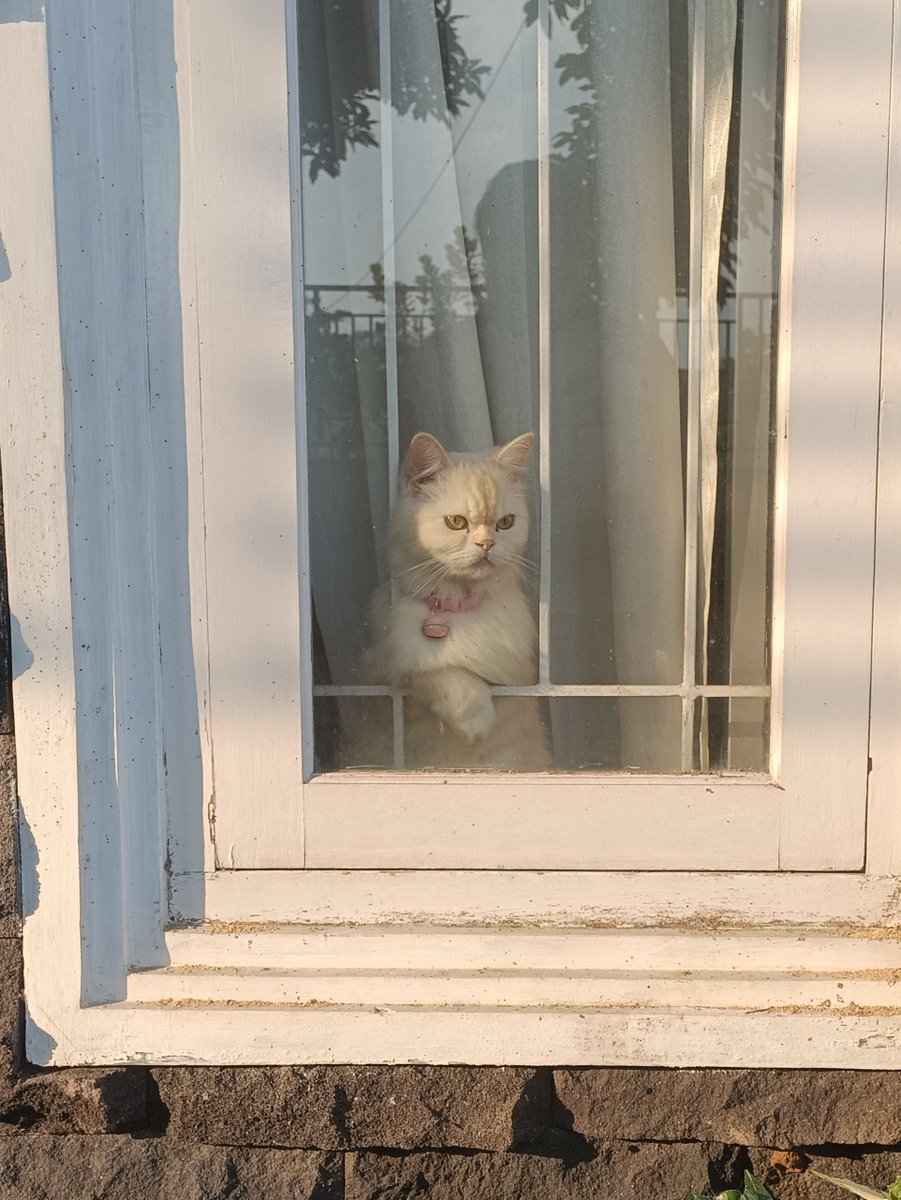 moonwaklin's tweet photo. kayak kucing gw sukanya ngintip luar lewat kaca jendela Ó⁠╭⁠╮⁠Ò https://t.co/hlsM5J08KU