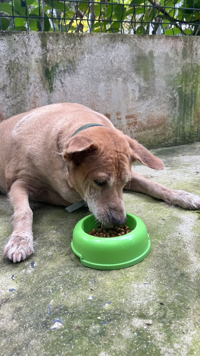 happydoggothai's tweet photo. ไม่สงสัยเลยว่าทำไมเบลล่าถึงอ้วนเพราะเบลล่าเป็นหมาที่น่ารักเเละขี้อ้อนมากๆใครเจอก็เบลล่าก็อยากจะยื่นขนมให้กินตอนนี้เบลล่าต้องลดน้ำหนักอย่างเข้มข้นเพื่อสุขภาพที่ดีขึ้นเป็นกำลังใจให้เบลล่าด้วยนะครับ❤️🐶 https://t.co/zJ8Xw0DM3A