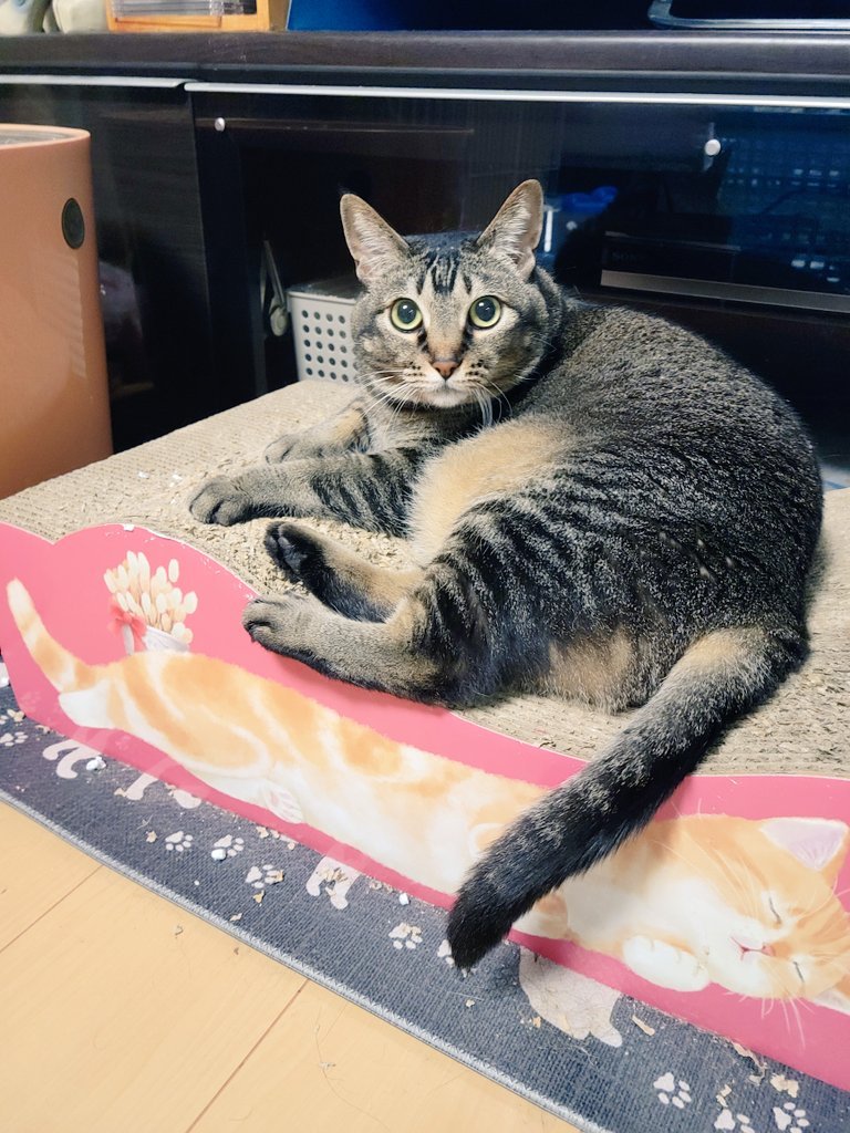 KiikoShimo's tweet photo. @JdGm1DUogxL6HiA ありがとう❤
今日の我が家のにゃんこ🐱
ゆっくり休んで下さいね‼️おやすみ💤 https://t.co/9jFTMyokWn