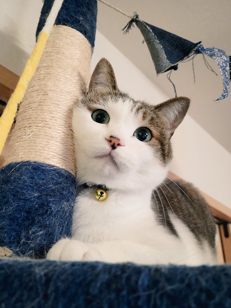 KiikoShimo's tweet photo. @JdGm1DUogxL6HiA ありがとう❤
今日の我が家のにゃんこ🐱
ゆっくり休んで下さいね‼️おやすみ💤 https://t.co/9jFTMyokWn