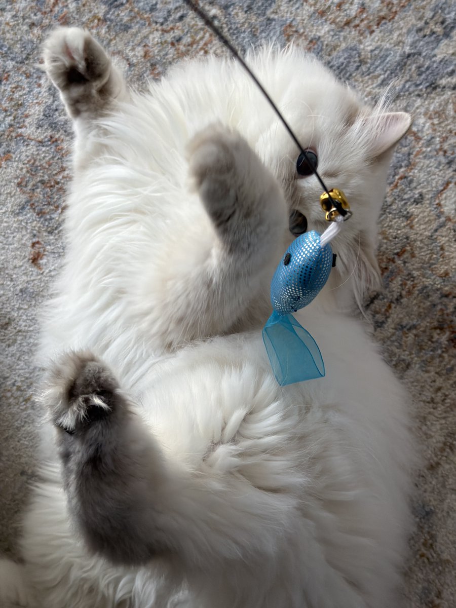 etosamacat's tweet photo. 「突然ねこじゃらしを近づけるのはやめにゃさい🐱」という雰囲気のエトさま https://t.co/IlkgQdsDld