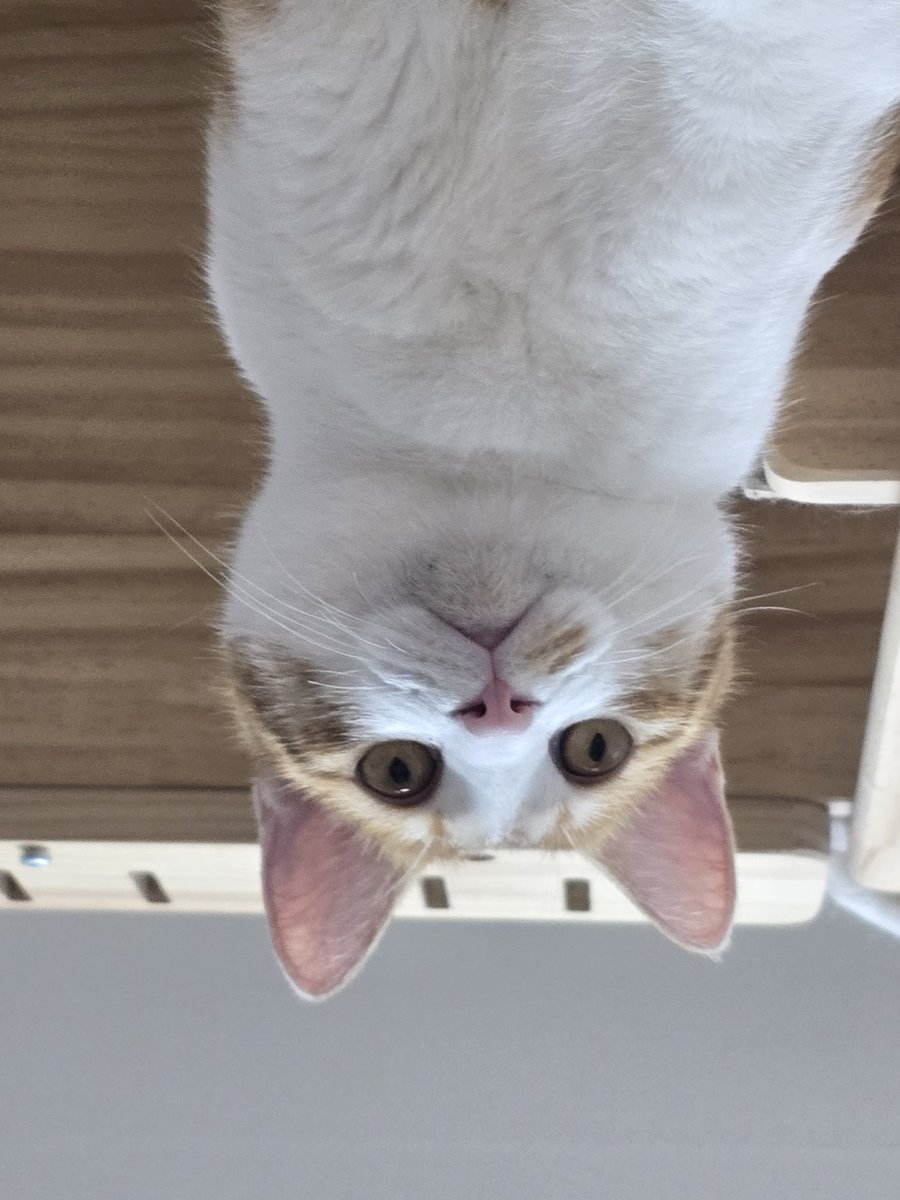 kayo_il's tweet photo. 고양이 때문에 피규어를 집에 못 두겟어......... https://t.co/LmHFnAsuiH