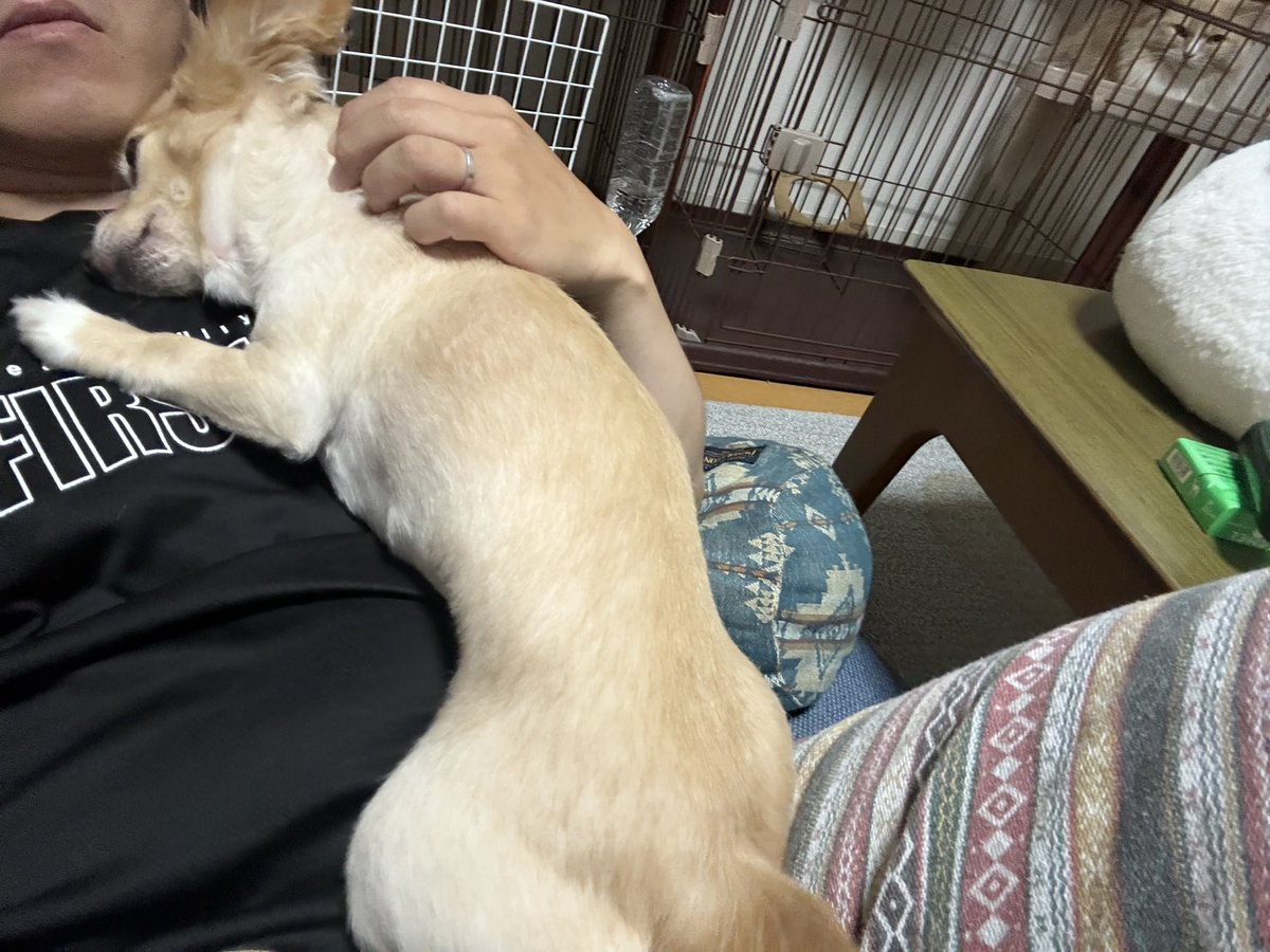 BoHiroya's tweet photo. 布団敷いかなきゃ…
くぅがべったりなんだよぉ https://t.co/ueZu4T2YAX