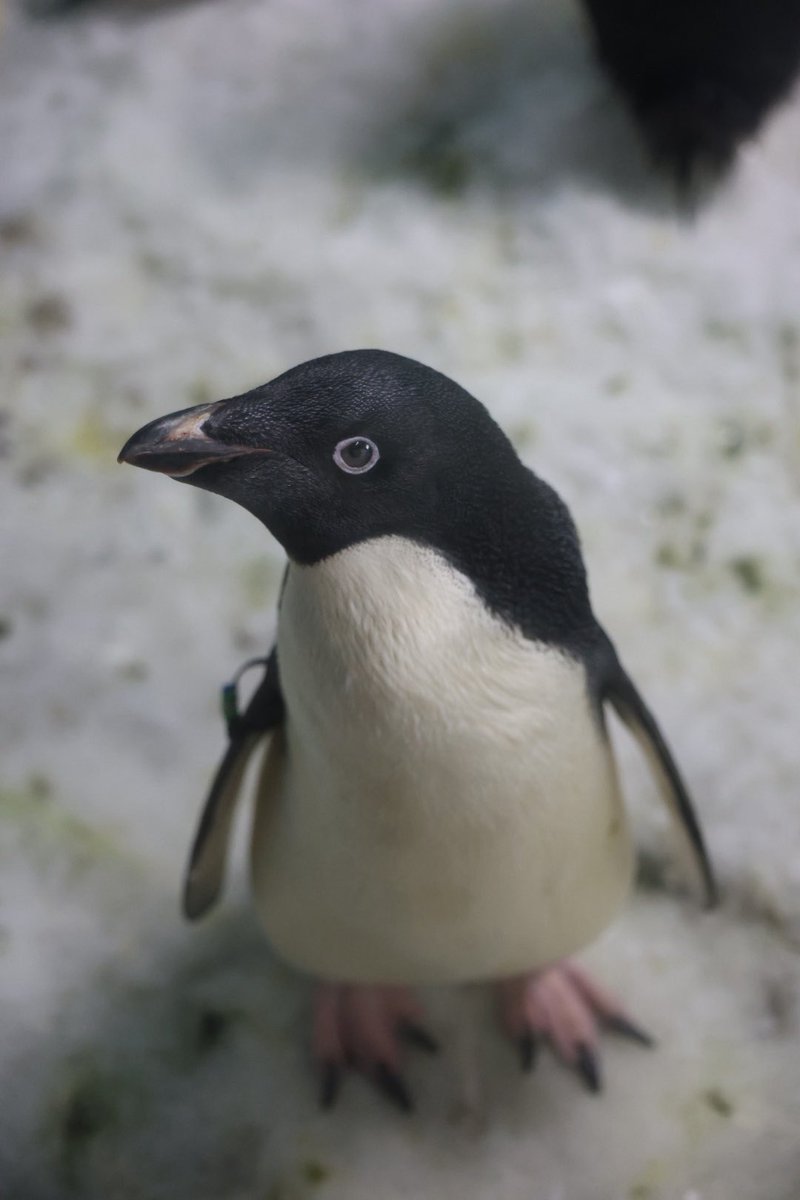 pengento42532's tweet photo. きれいなアデ
 #アドベンチャーワールド
 #アデリーペンギン https://t.co/YRd5Ov8BDe