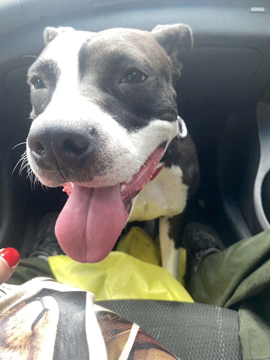 larroticaa's tweet photo. Amigos, necesito reubicar a la hermosa Diosa en un hogar de paso sin animales, mientras termina su proceso de exámenes médicos.

No saben la cantidad de veces que la han rechazado hasta la fecha💔 https://t.co/XxjmfKINrY