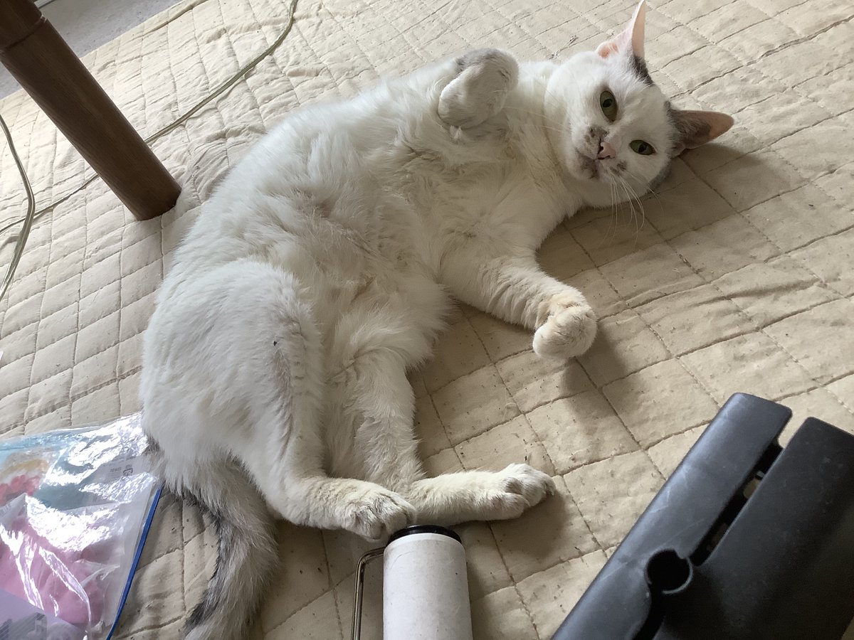 ooz1007's tweet photo. 気まぐれにうちの猫の写真をあげておく https://t.co/Nvq6bw2KEY