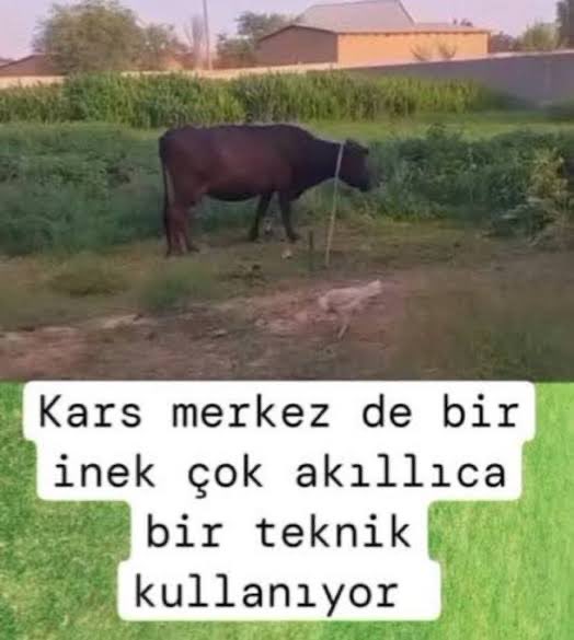akabillt's tweet photo. @cem__soner Tera’da işe girmeye çalışıyor https://t.co/DiUJSmWInL