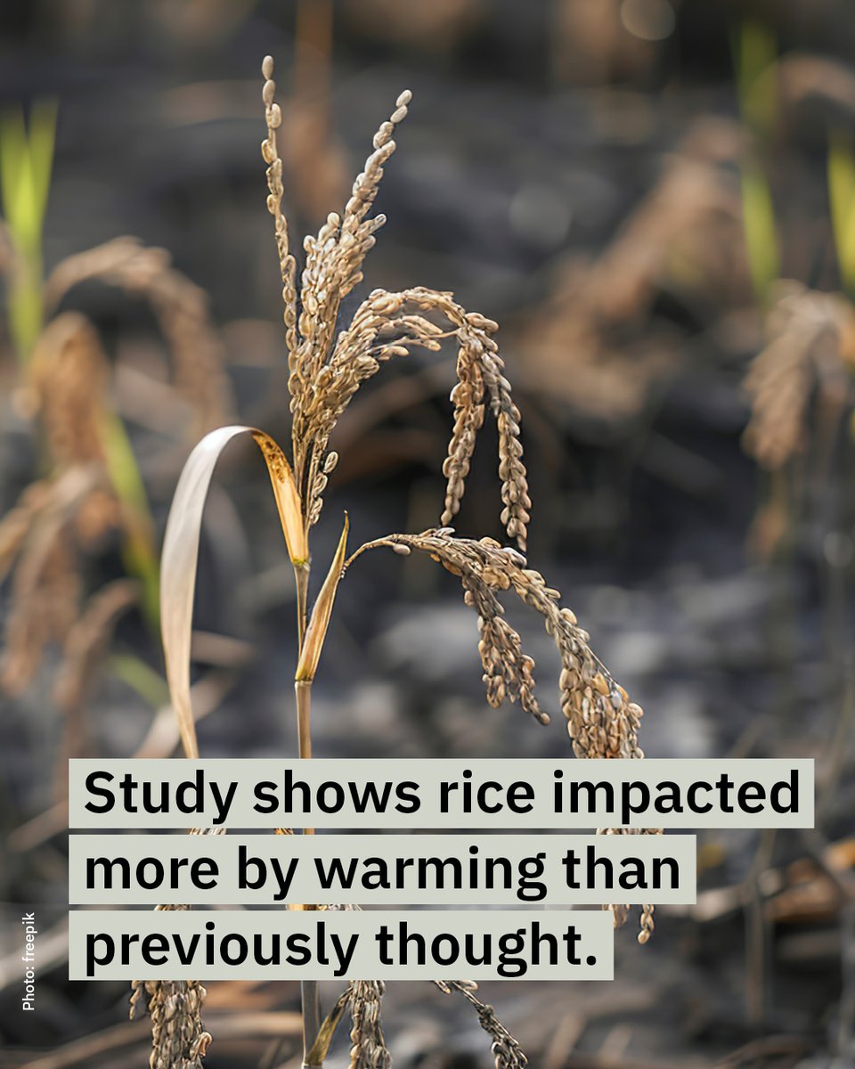 PIK_Climate's tweet photo. NEW study shows global crop models have underestimated how rice responds to extreme heat. After correcting models in line with data from 214 observed experiments, the authors found that the reduction in yields from 1°C of global warming roughly doubled.
https://t.co/IfgXpaoerd https://t.co/RZhmQKuNsc