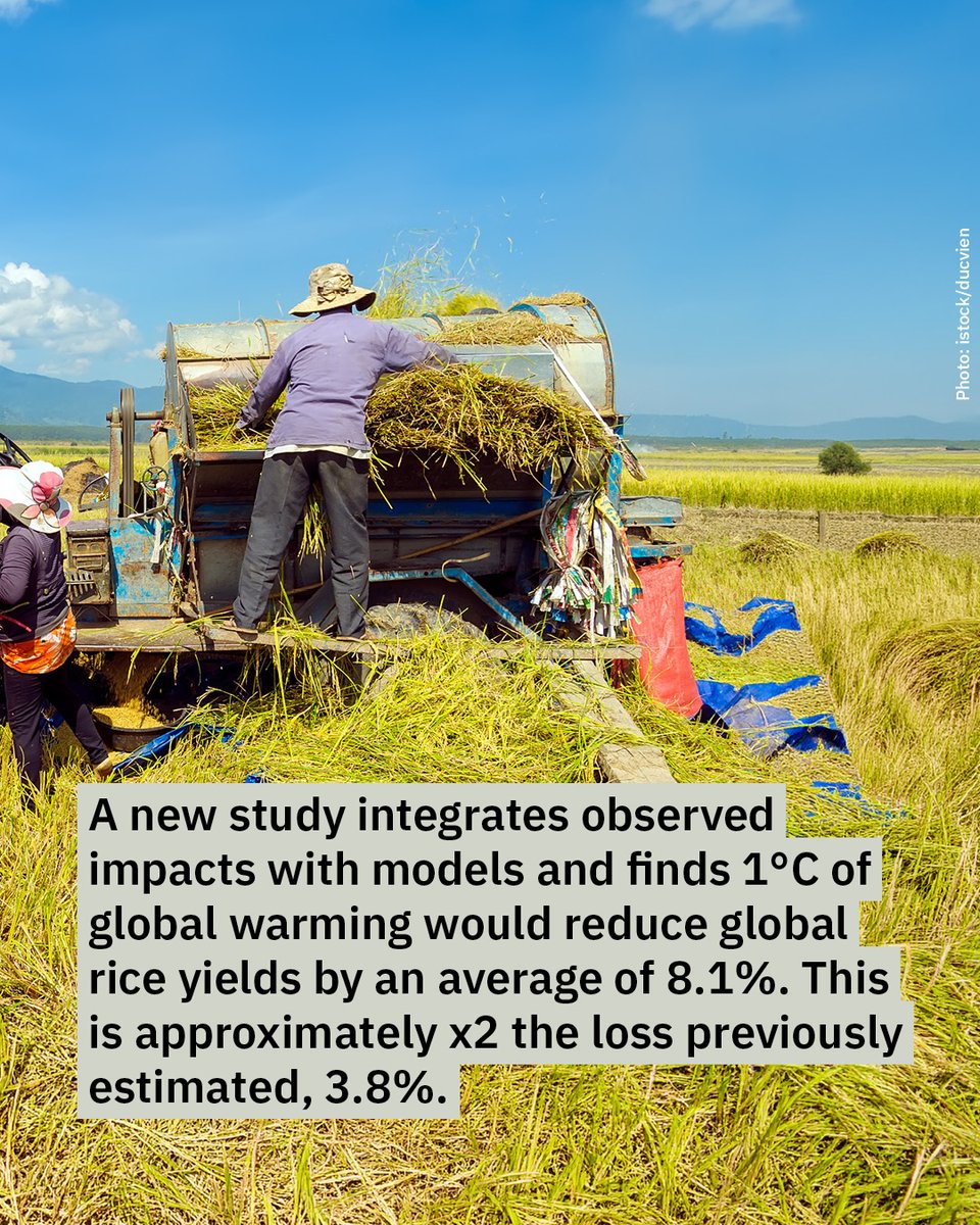 PIK_Climate's tweet photo. NEW study shows global crop models have underestimated how rice responds to extreme heat. After correcting models in line with data from 214 observed experiments, the authors found that the reduction in yields from 1°C of global warming roughly doubled.
https://t.co/IfgXpaoerd https://t.co/RZhmQKuNsc