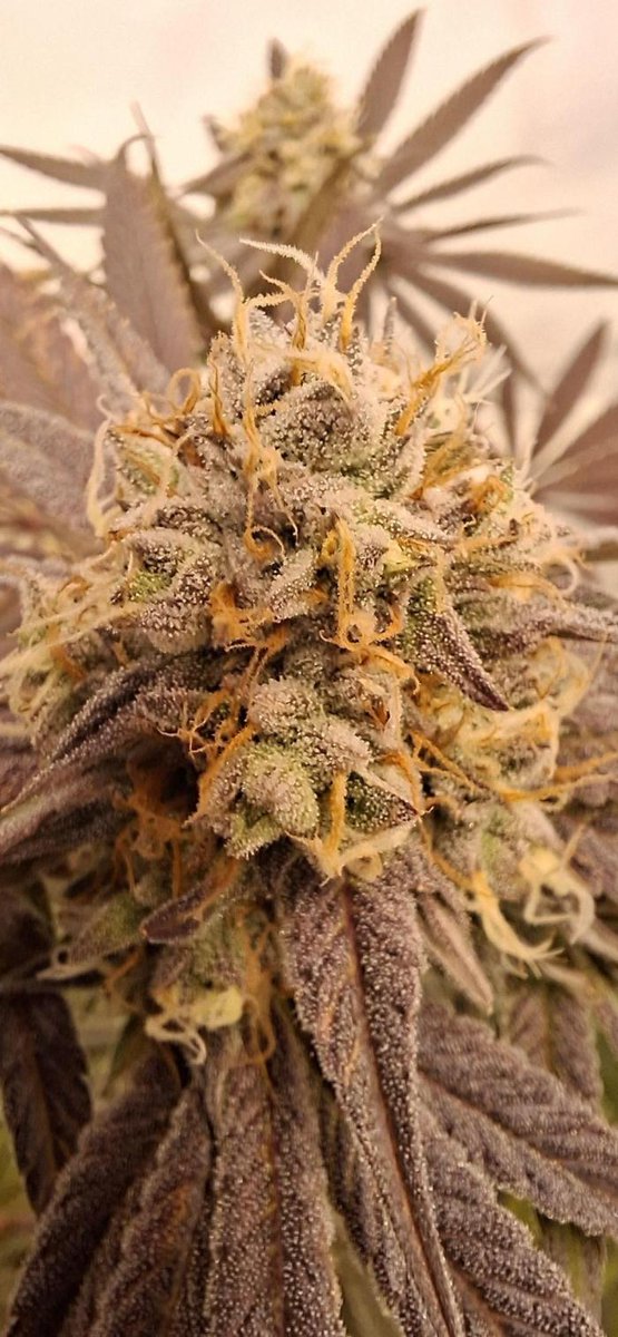 grow_diaries tweet picture