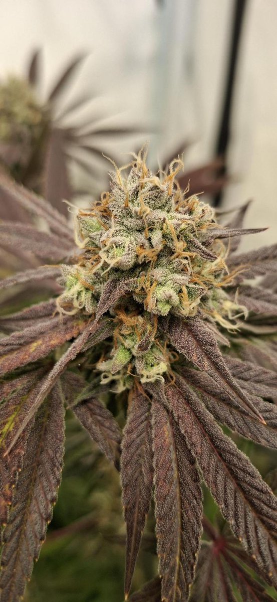 grow_diaries tweet picture