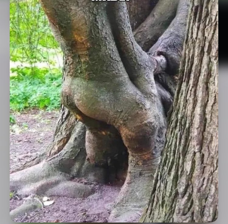 marcel_greatnes's tweet photo. Is this how baby trees get made ? 👀 https://t.co/4Q7aIzUTVF