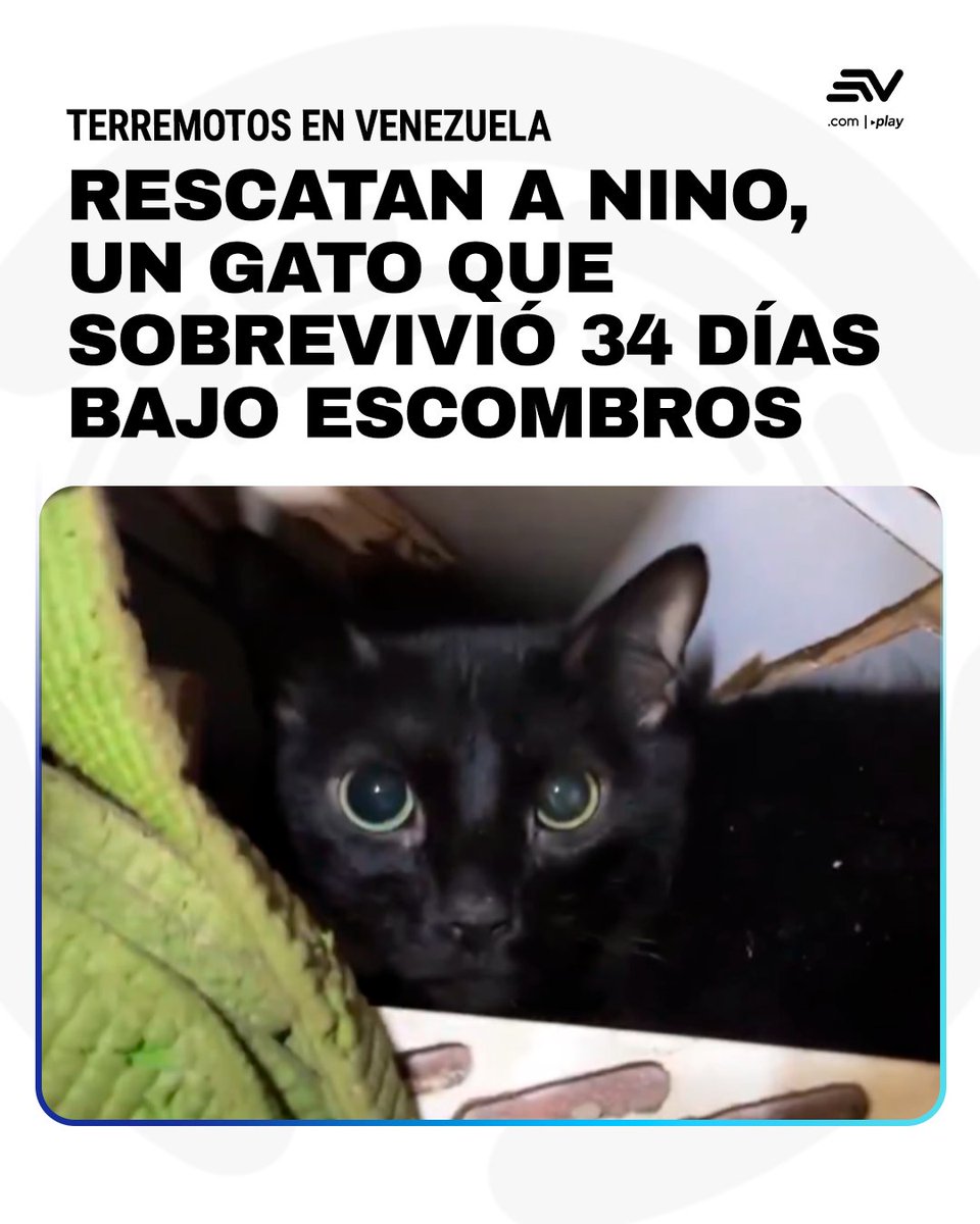 EcuavisaInforma's tweet photo. Tras el doblete sísmico registrado el pasado 24 de junio en #Venezuela 🇻🇪, un rayo de esperanza conmueve a las redes sociales. Nino, un gato negro, fue rescatado tras sobrevivir más de 34 días atrapado en La Guaira. 👉 https://t.co/SLDOj43RF9 https://t.co/wFfqWwlsuX